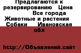 Предлагаются к резервированию › Цена ­ 16 000 - Все города Животные и растения » Собаки   . Ивановская обл.